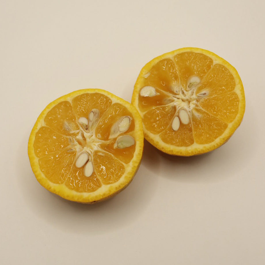 フスー【完売】