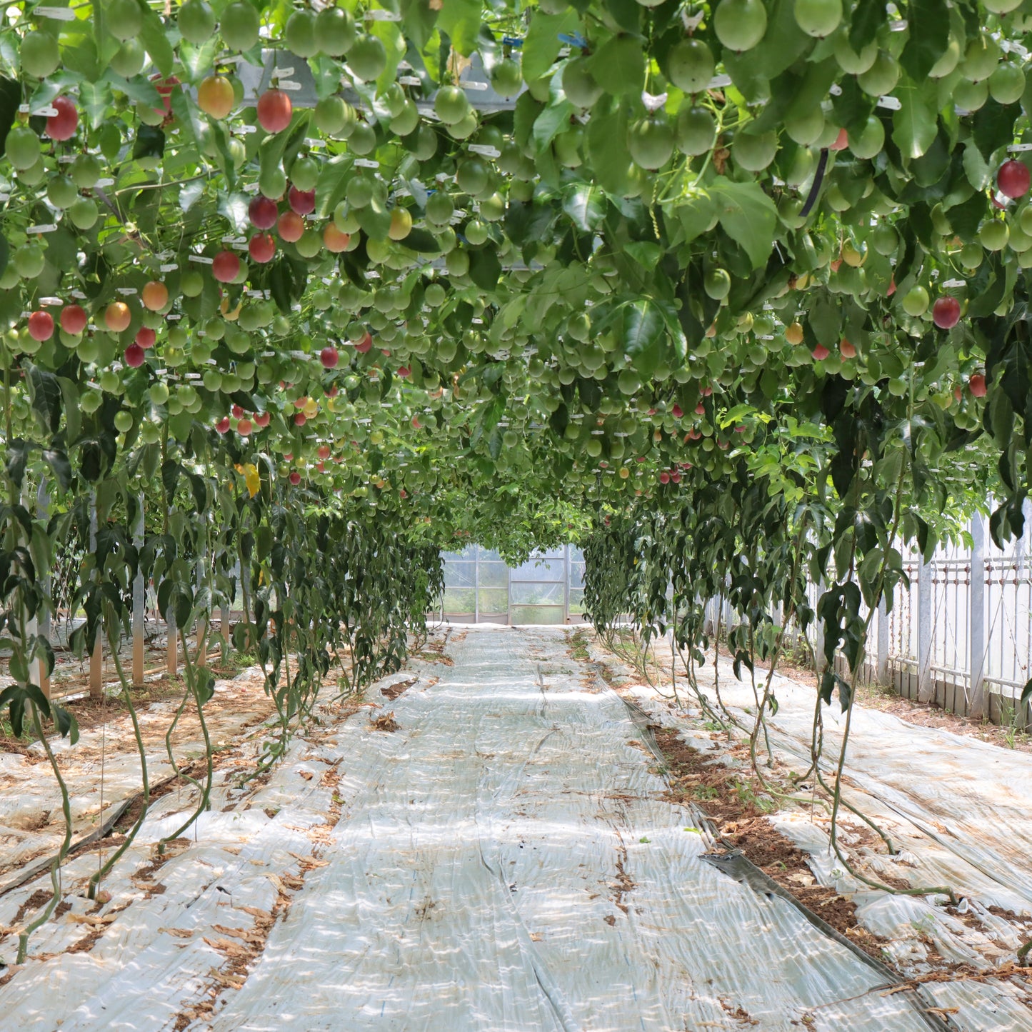 パッションフルーツ 12個セット